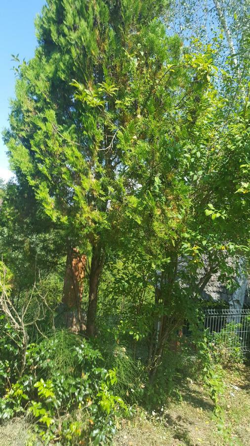Casa Adelina Βίλα Valea Lunga-Cricov Εξωτερικό φωτογραφία
